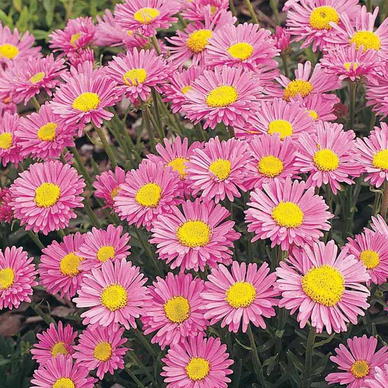 Alpeasters aster alpinus Happy End