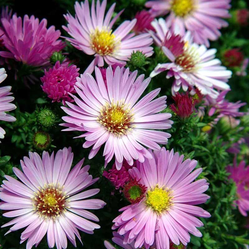 Pudeasters Aster dumosus Herbstgruss vom Bresserhof