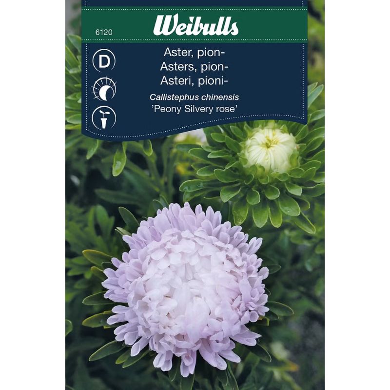 Aster Peony Silvery Rose