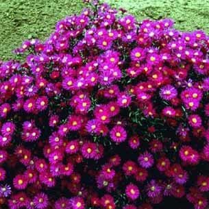 Høstaster (Aster novi-belgii 'Winston Churchill')