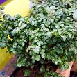 Dvrgbg (Fagus sylvatica 'Asterix') - Opstammet 120 cm | Kb her