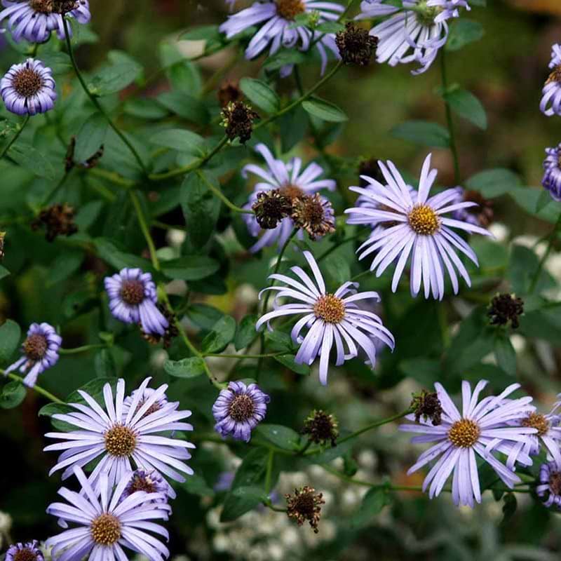 Asters Aster frikartii Wunder von Stäfa