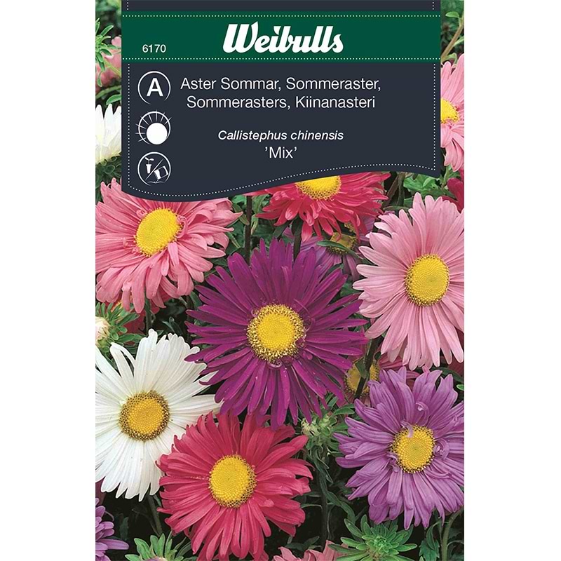 Sommer asters blanding