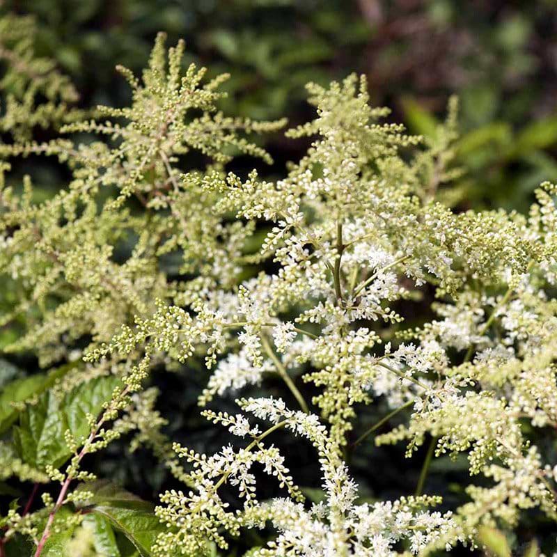Astilbe hvid