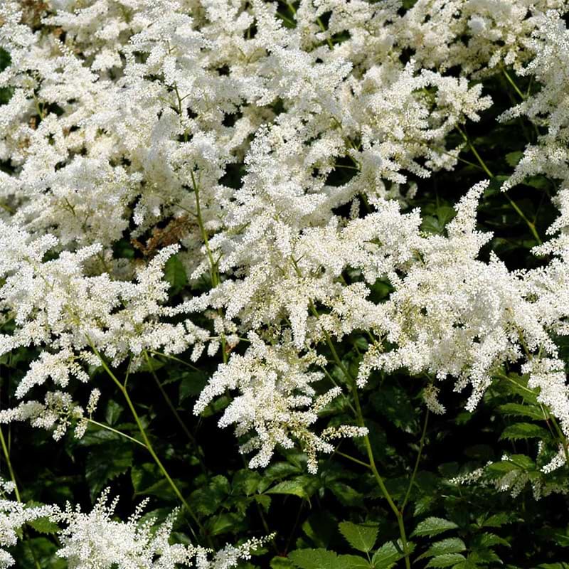 Astilbe 'Deutschland'