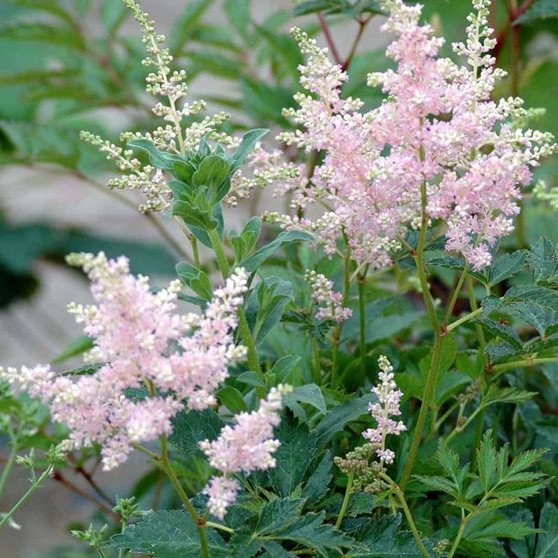 Astilbe japonica Europa