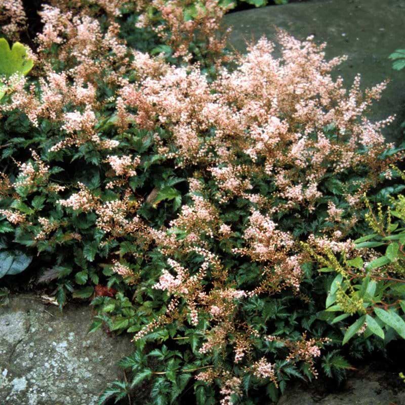 Astilbe simplicifolia Inshriach Pink