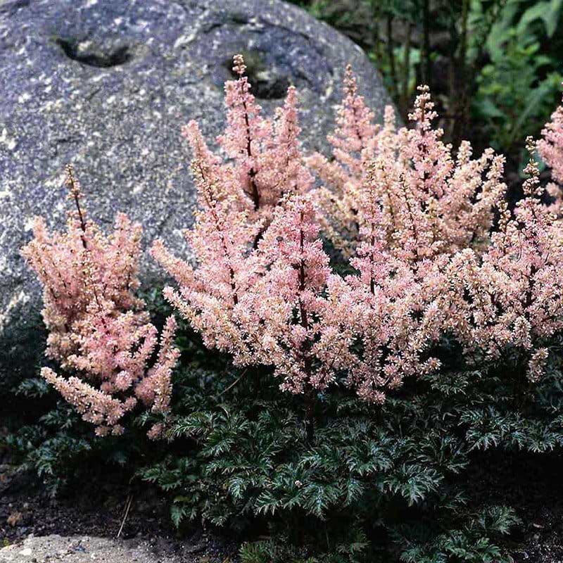 Astilbe crispa hybrid Perkeo