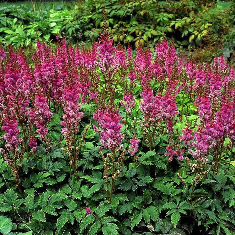 Astilbe chinensis Pumila lilla