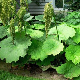 Parasolblad (Astilboides Tabularis) Flere varianter