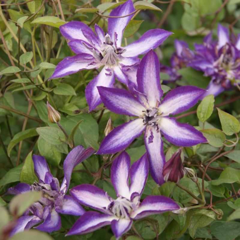 Clematis astra nova
