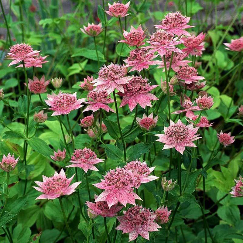 ASTRANTIA MAXIMA
