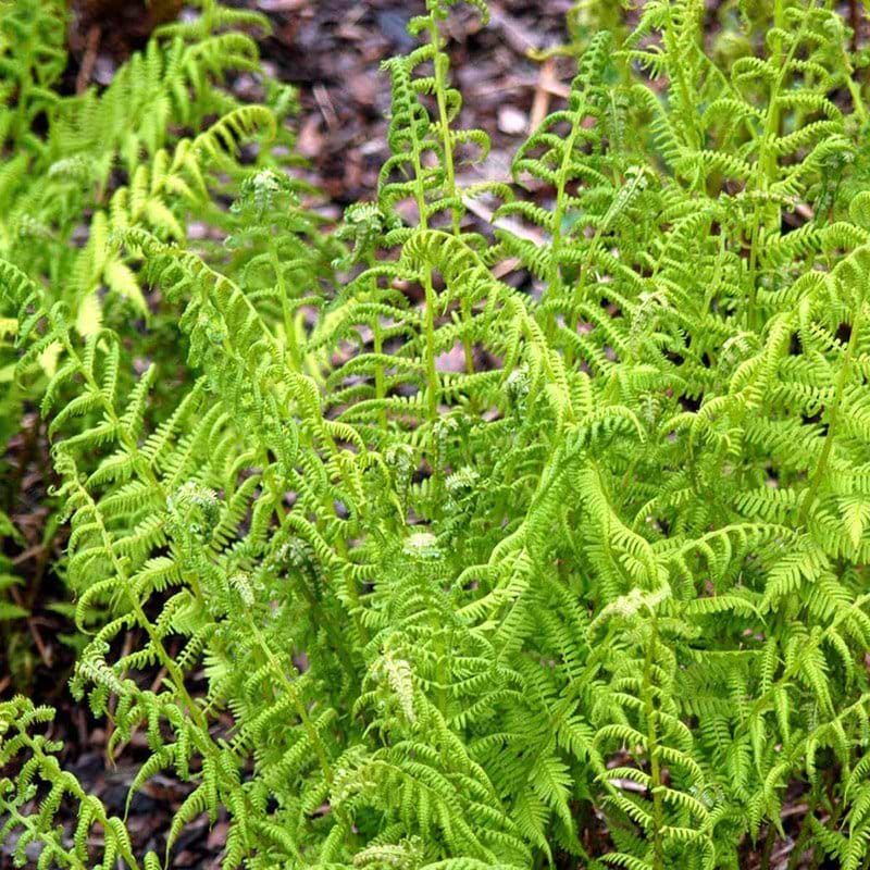 Fjerbregne Athyrium filix femina grøn