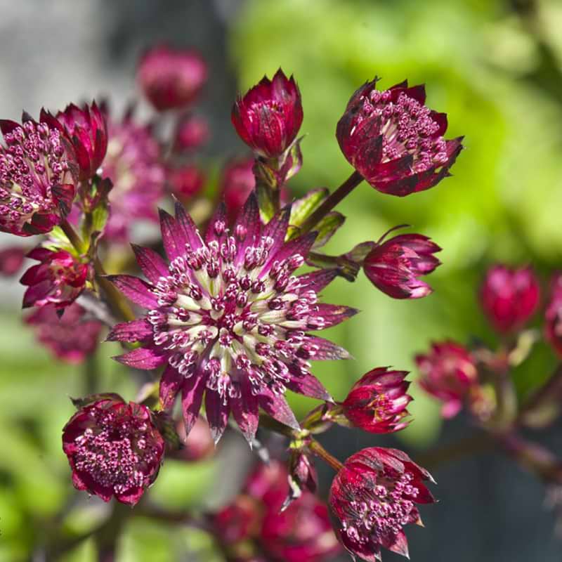 Astrantia major Star of Love