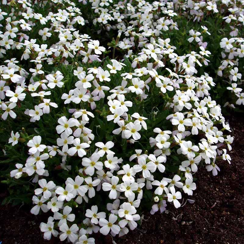 Blåpude Florado White