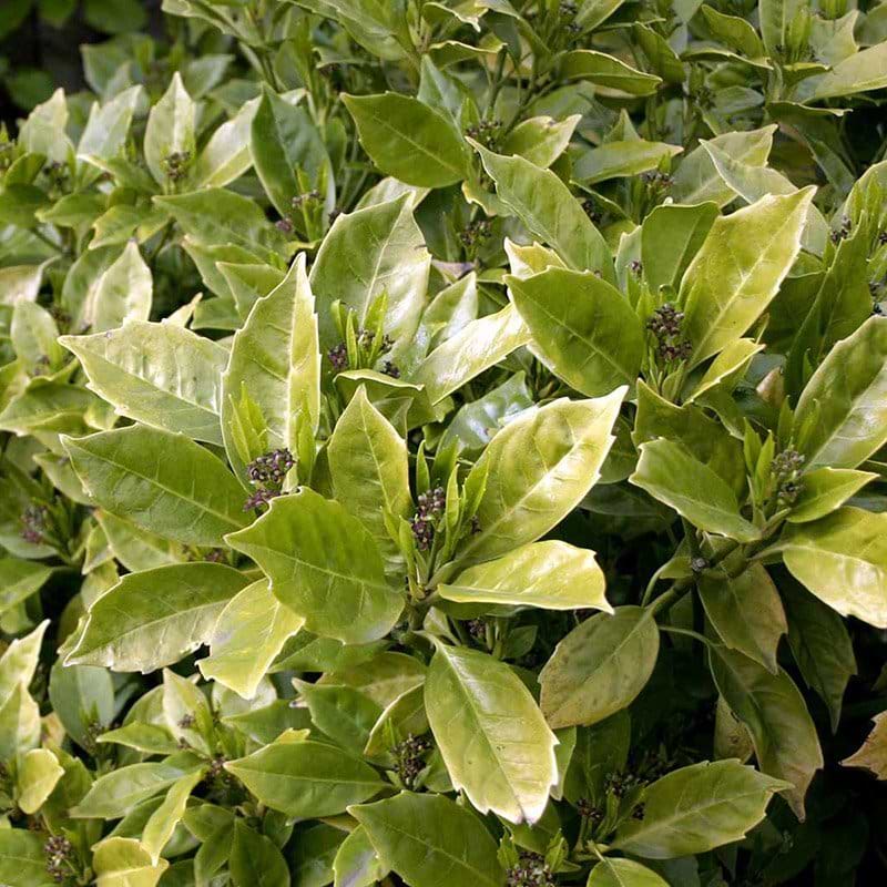 Aucuba japonica Rozannie