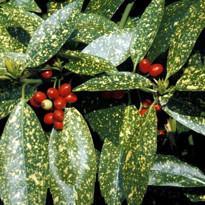 Aucuba japonica Variegata bær