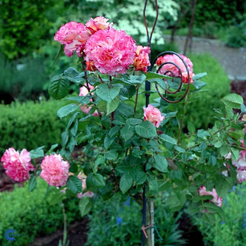 Storblomstrene rose Augusta Luise