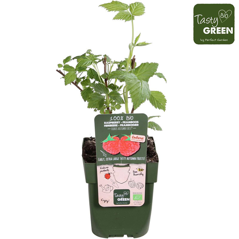 Økologisk hindbær (Rubus idae. 'Autumn First')