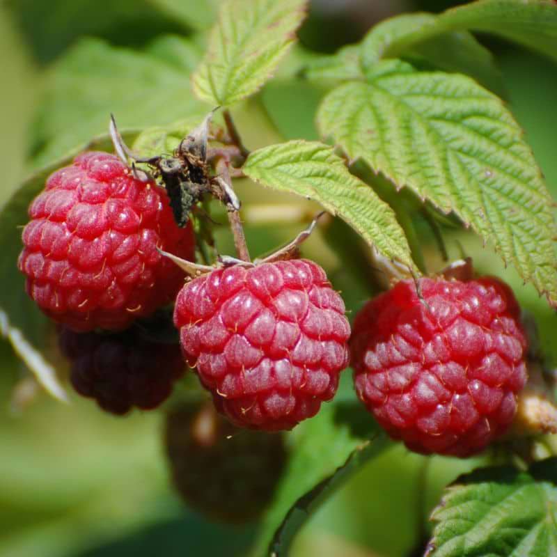 Hindbær (Rubus idae. 'Autumn First') Potte 2 L