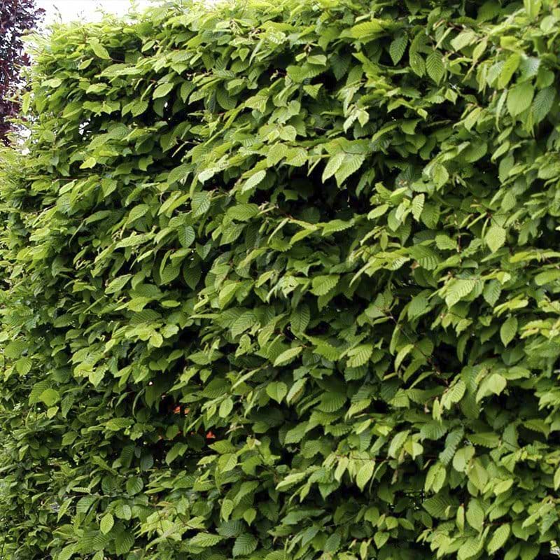 Carpinus betulus 100-125 cm