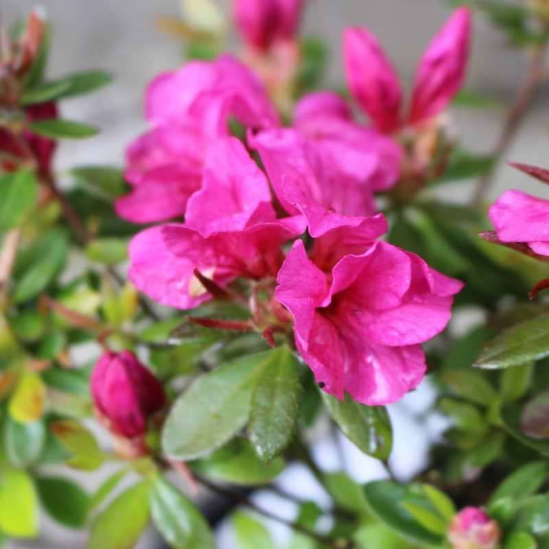 Rhododendron Hans Scholl blomst