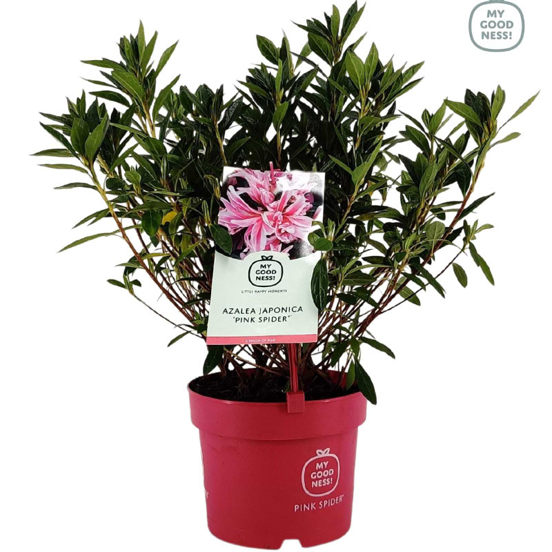 Japansk Azalea 'Pink Spider'