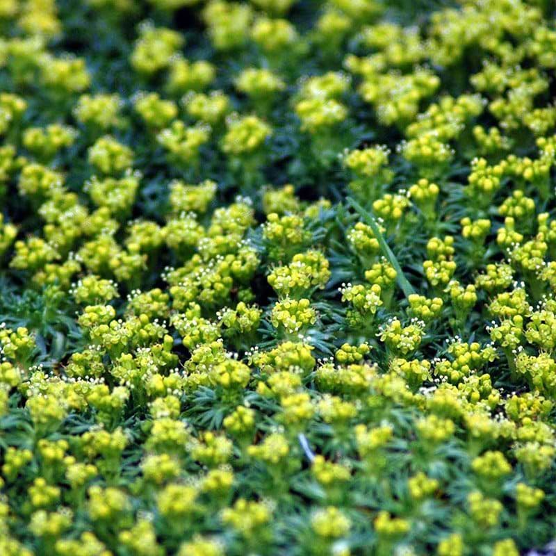 Gummipude Azorella trifurcata Nana gul