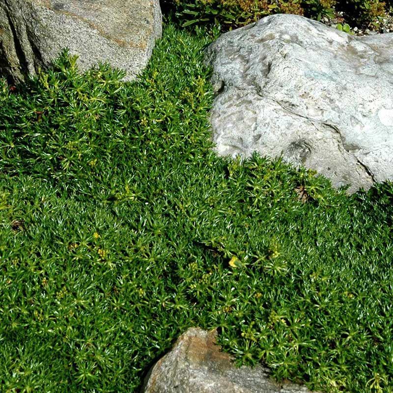 Gummipude Azorella 