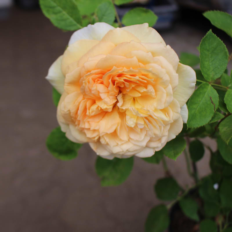 bathsheba rose