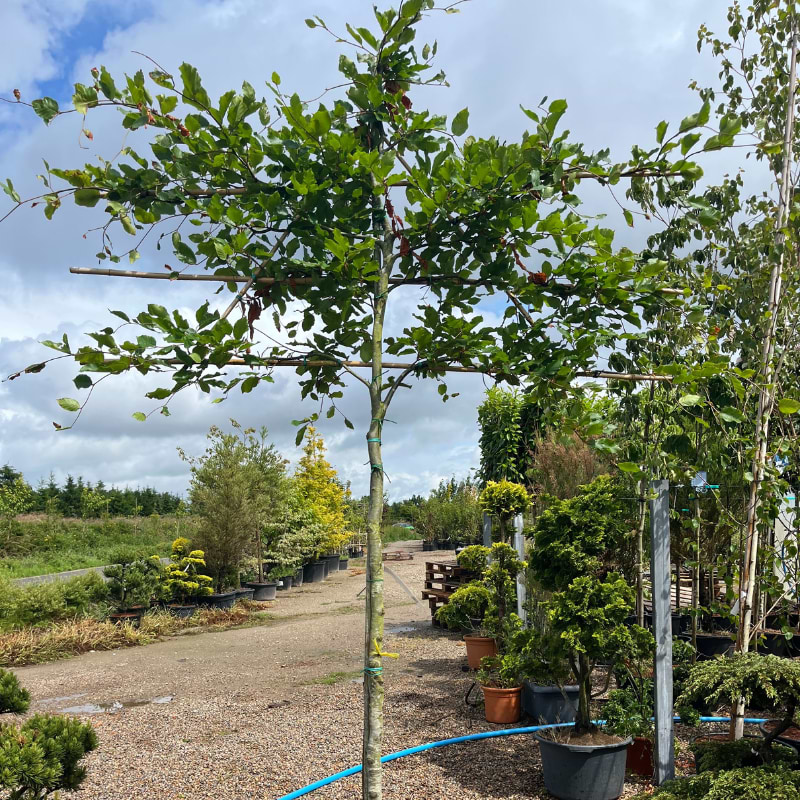 Bøg (Fagus sylvatica) Espaliertræ 3 etager - Stammeomkreds 10-12 cm ...