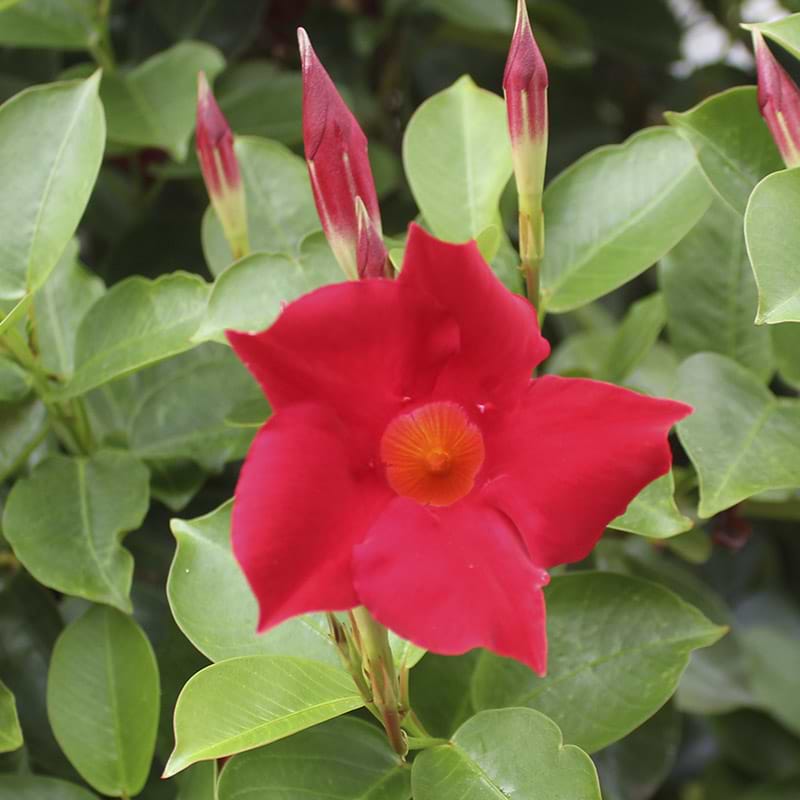 Bægerranke rød blomst