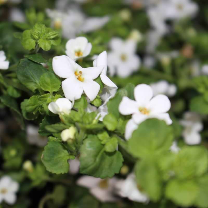 Bacopa hvid