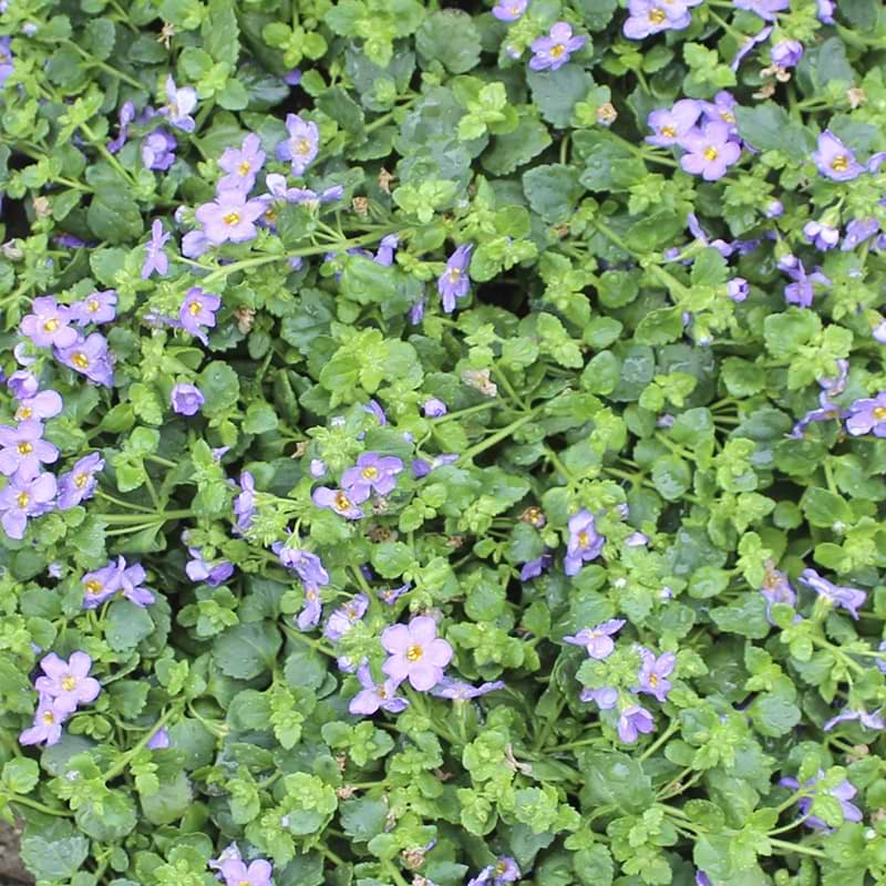 bacopa blå