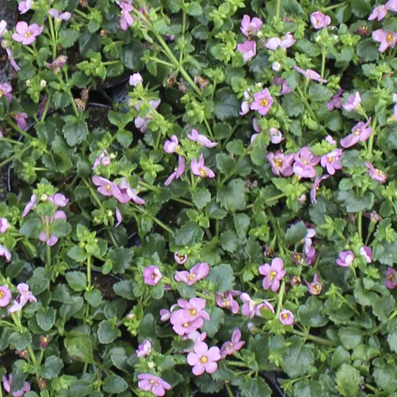 Bacopa lyserød