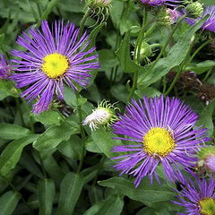 Bakkestjerne (Erigeron hybrid 'Dunkelste Aller')