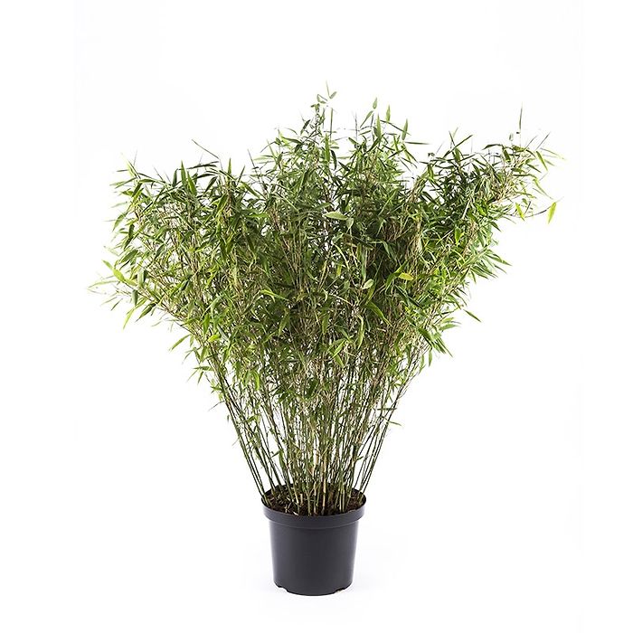Bambus Gul (Fargesia murielae 'Jumbo') 50-70 cm