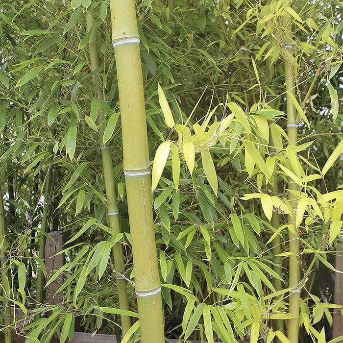 Bambus Smbladet (Phyllostachys parvifolia) - Flere Varianter