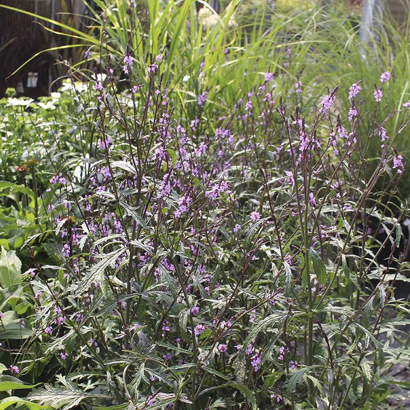 Verbena bampton
