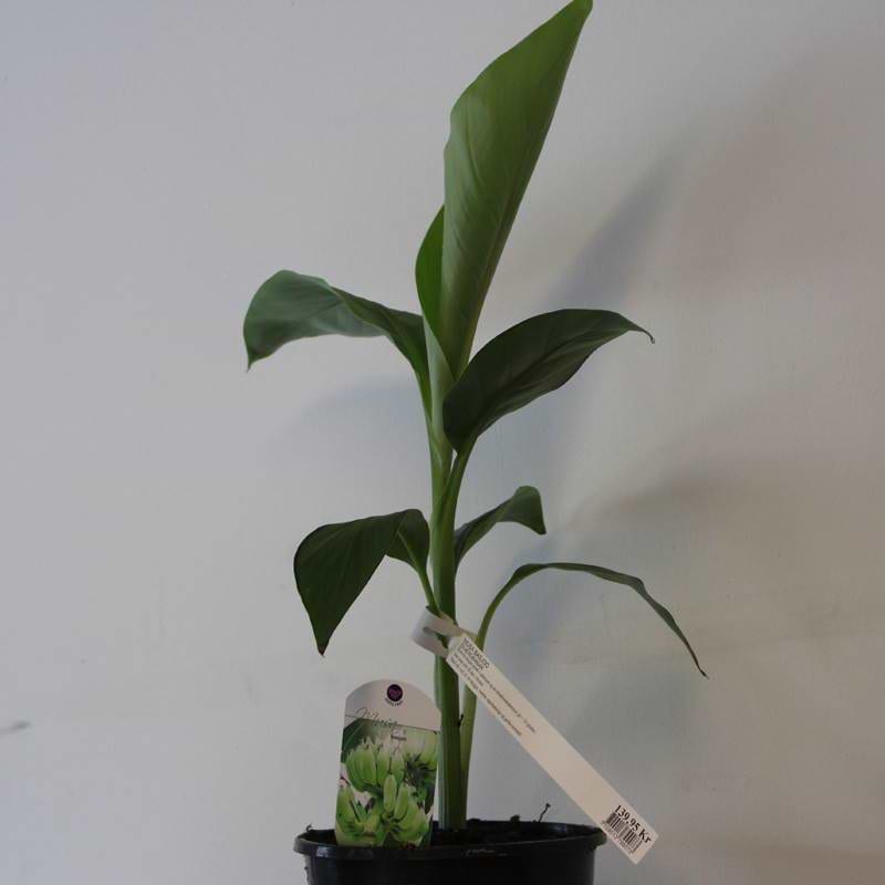 bananpalme