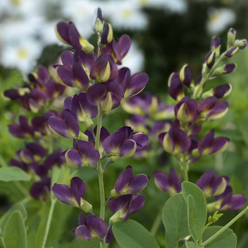 Baptisia Grape Taffy