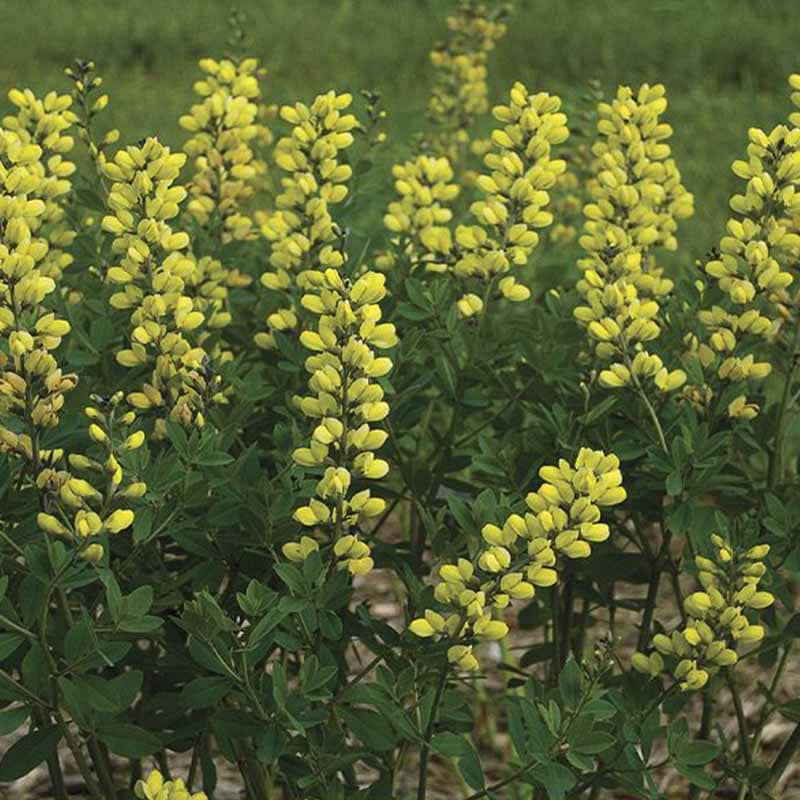Farvebælg - falsk indigo (Baptisia 'Lemon Meringue') 