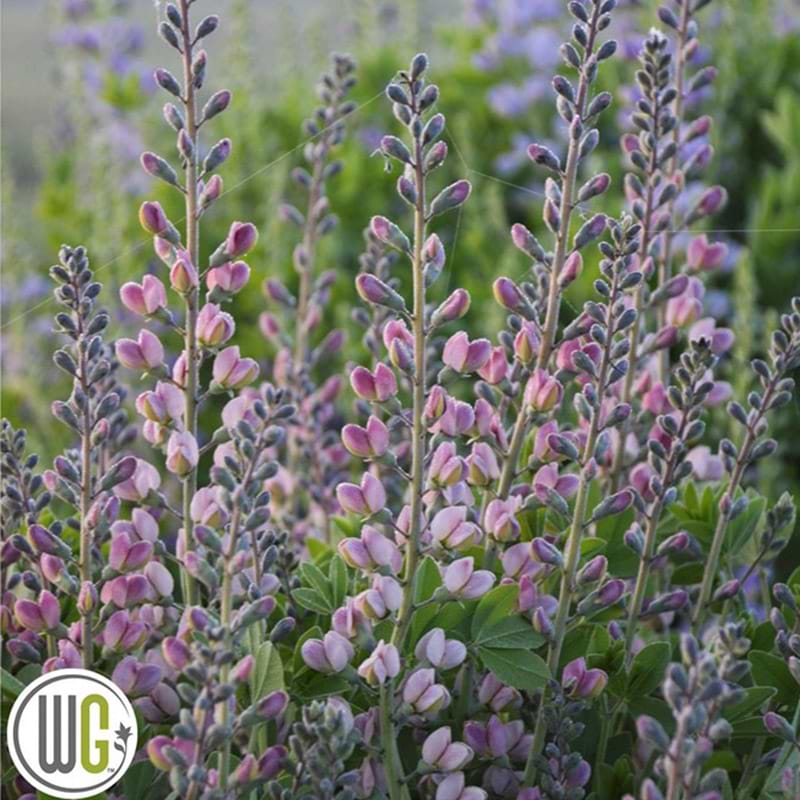 Farvebælg - falsk indigo (Baptisia 'Pink Truffles')