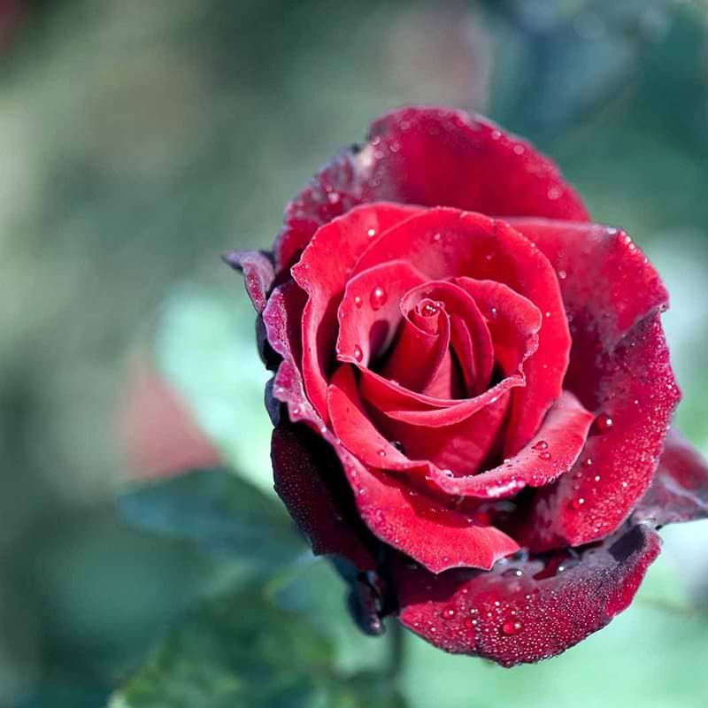 Barkarole rose