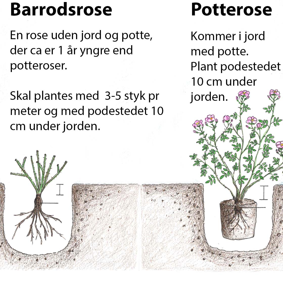 Potteroser versus barrodsroser