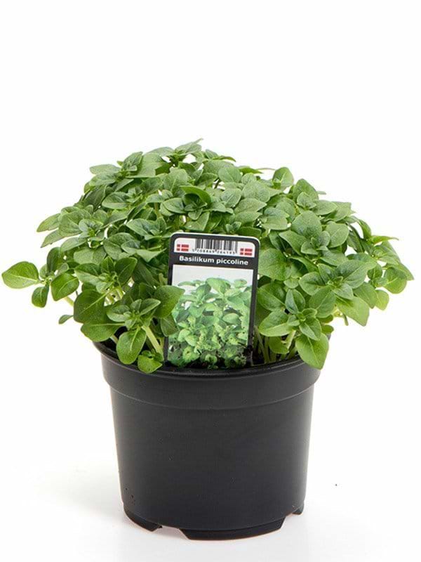 Basilikum Piccoline (Ocimum basilicum) Flere varianter 