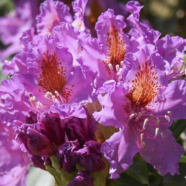 smuk rhododendron velgenet til alle typer haver