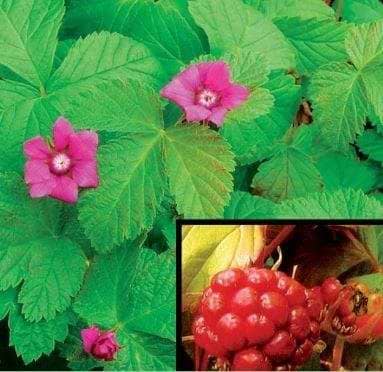 Bjørnebær  Rubus arcticus Beata