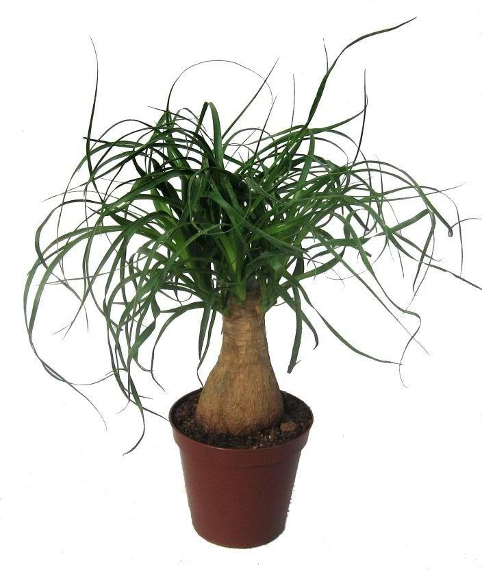 Elefantfod (Beaucarnea recurvata) 40 cm