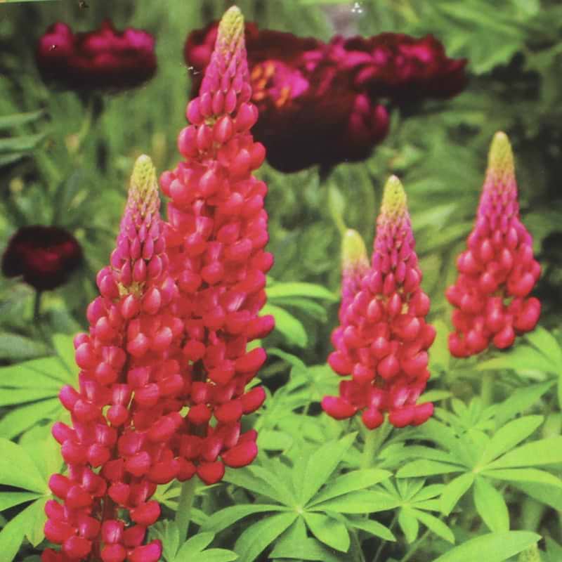 Lupin Beefeater